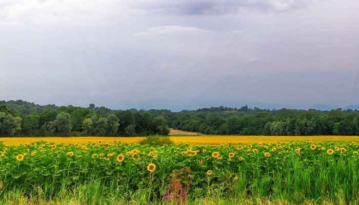 Sunflower fields in Fagagna, Italy