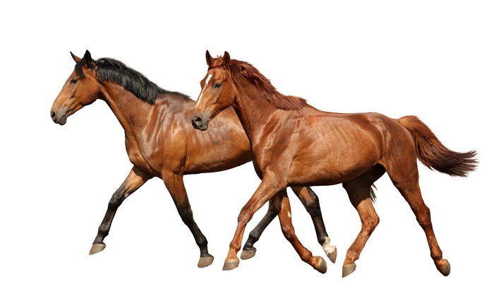 Two brown horses running on a white background