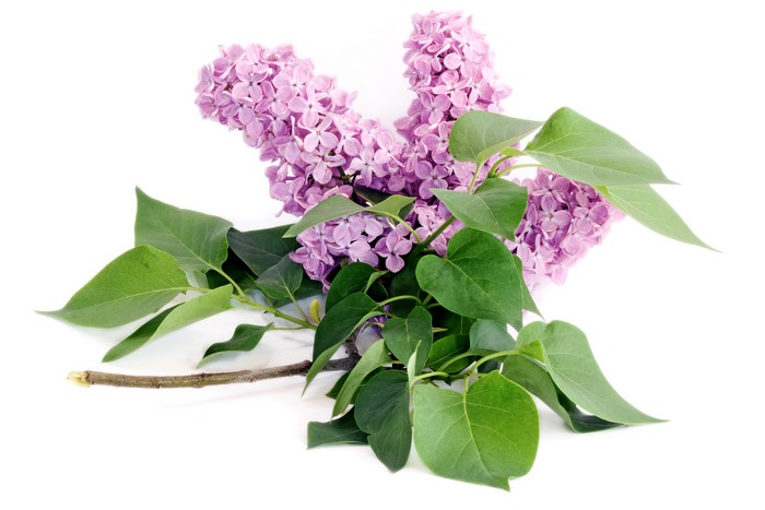 Lilac branches with green foliage on white background