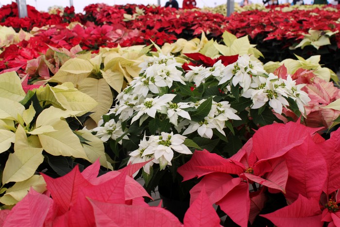 Many Poinsettias in Red, White, and Yellow