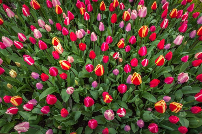 A field of colorful tulips in bloom