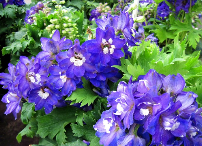 Close-up of purple Delphinium flowers