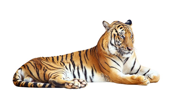 Tiger on white background