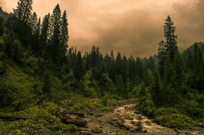 Forest stream in Kleinwalsertal, Austria