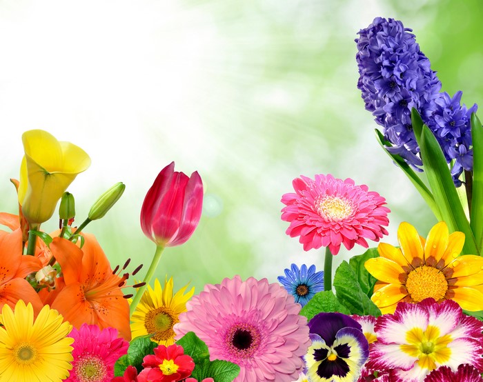 Assortment of Colorful Spring Flowers