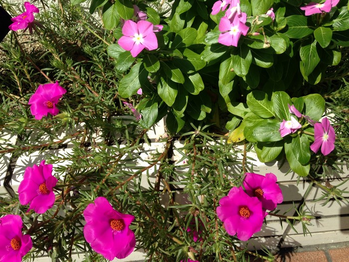 Pink Portulaca flowers in a planter