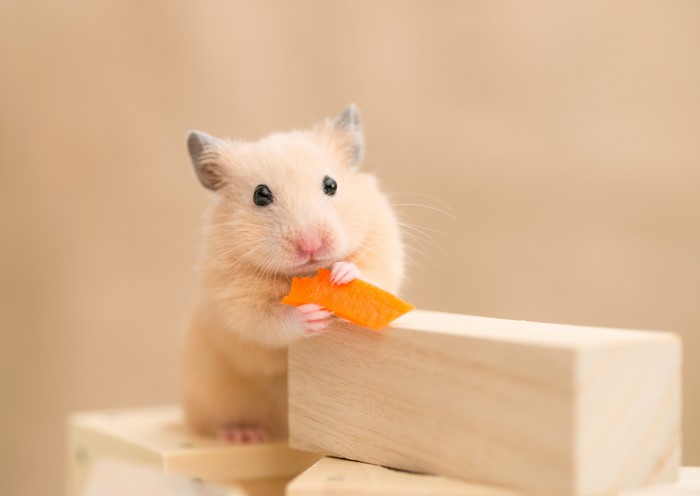 Hamster eating a piece of carrot