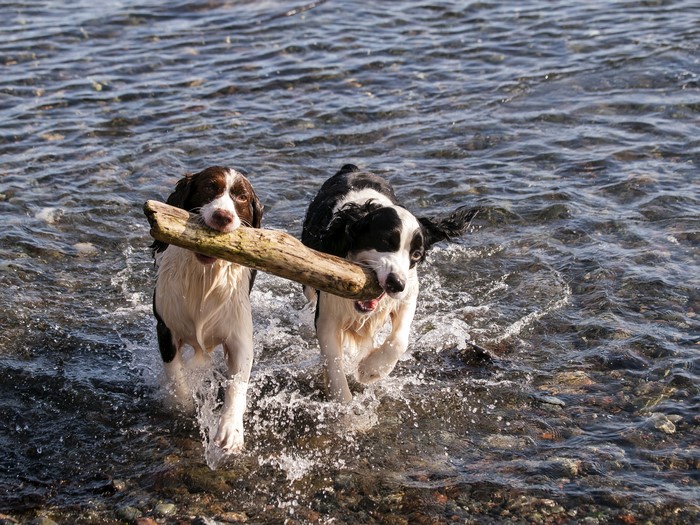 Two Spaniels carrying a log in the water