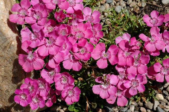 Close-up of pink Dianthus flowers with rocky background