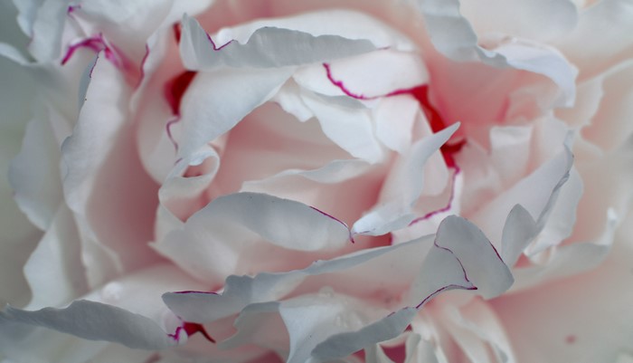 Close-up of a white peony with pink edges