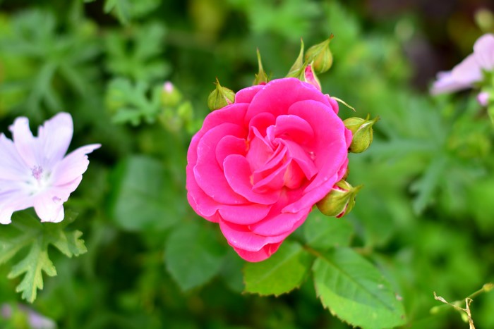 Pink Rose and Buds with Light Purple Flower