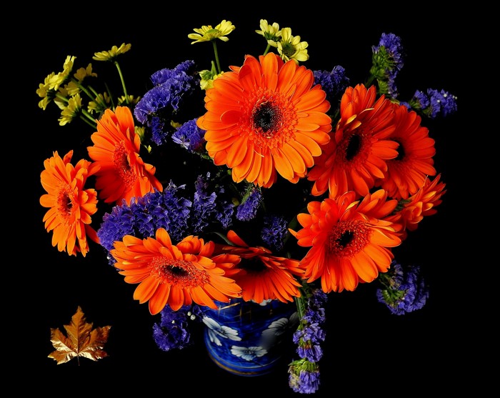 Orange Gerbera Daisies and Blue Flowers in a Vase
