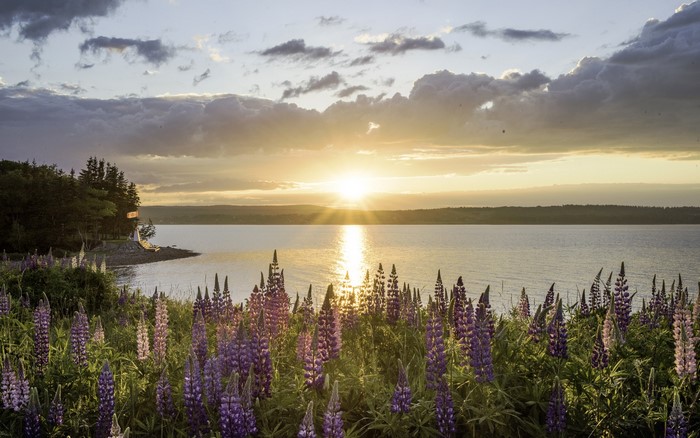 Sunset over a calm bay with lupines in the foreground