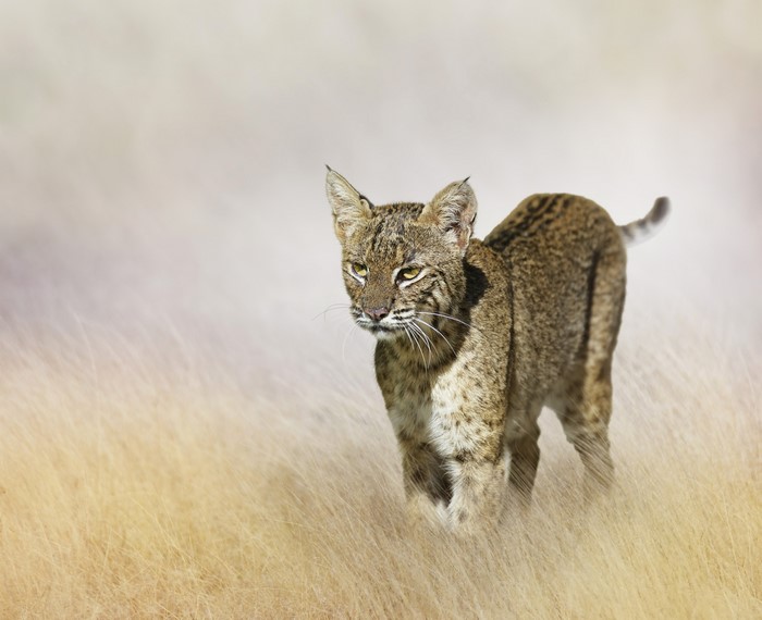 Bobcat walking through tall dry grass