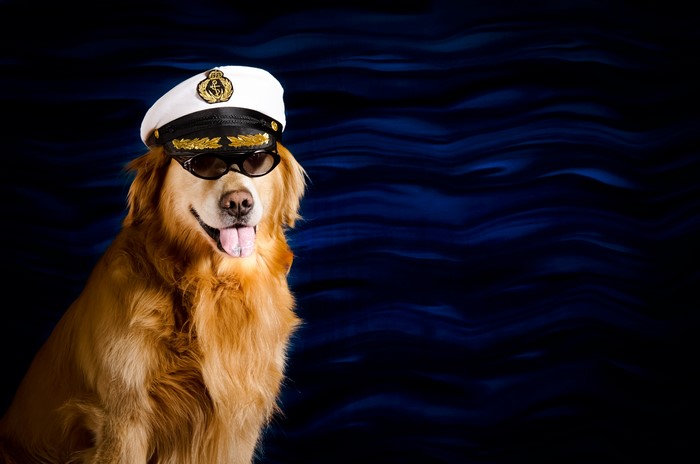 Golden Retriever dog wearing captain's hat and sunglasses