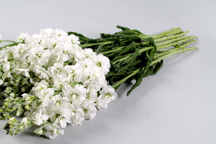 White Matthiola flowers