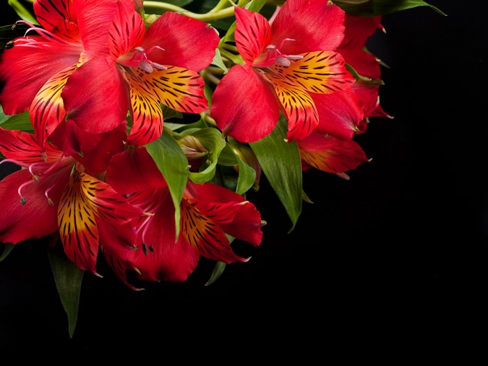 Red Alstroemeria flowers on black background