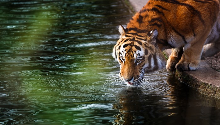 Tiger drinking water