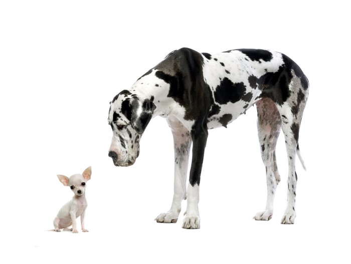 Great Dane and Chihuahua on White Background