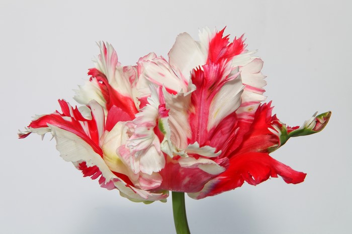 4K Parrot Tulip with Red and White Petals