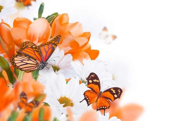 4K Monarch Butterflies on Orange and White Flowers