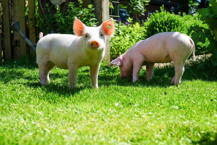Two domestic pigs in grass