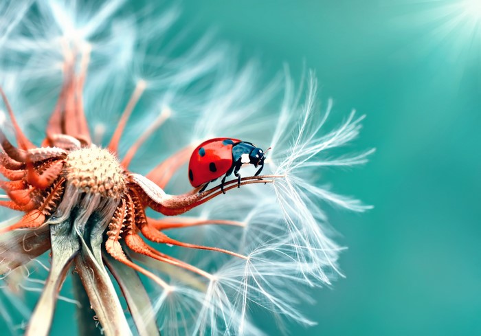 Ladybug on a Dandelion Seed Head