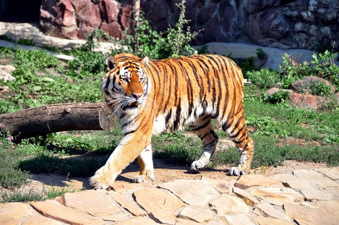 Tiger walking in a zoo enclosure