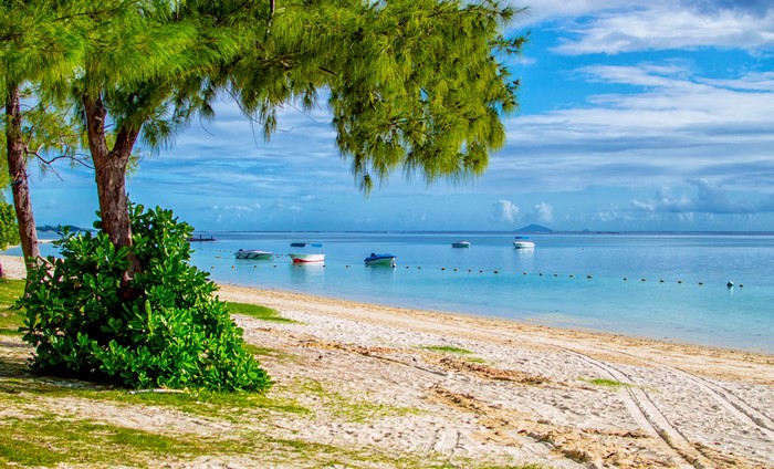 Boats on a sandy beach with trees
