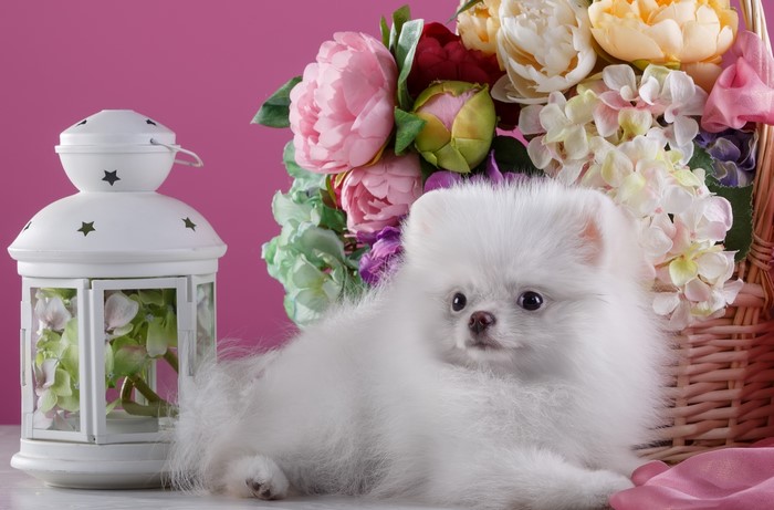 White Pomeranian puppy with flowers and lantern