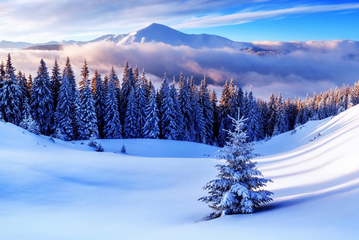 Winter mountain landscape with snow-covered spruce trees