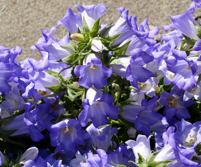 Vibrant Closeup of Purple Campanula Flowers