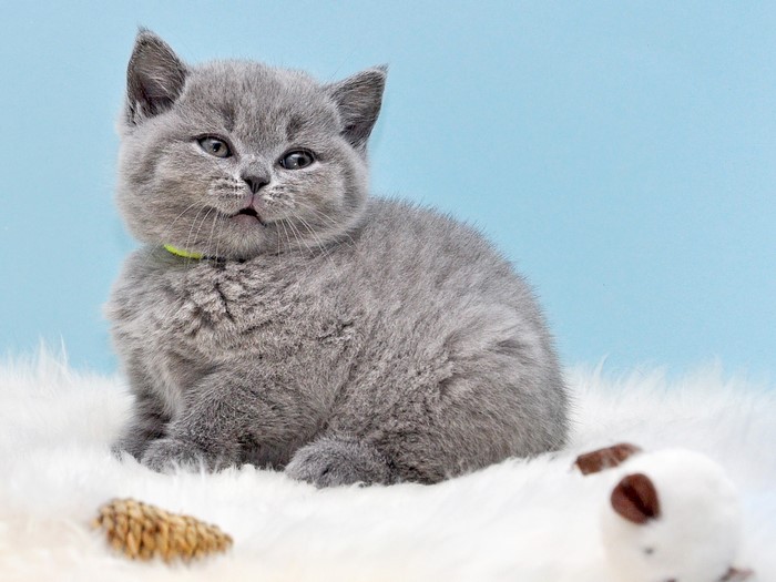 A fluffy grey British Shorthair kitten with a yellow collar