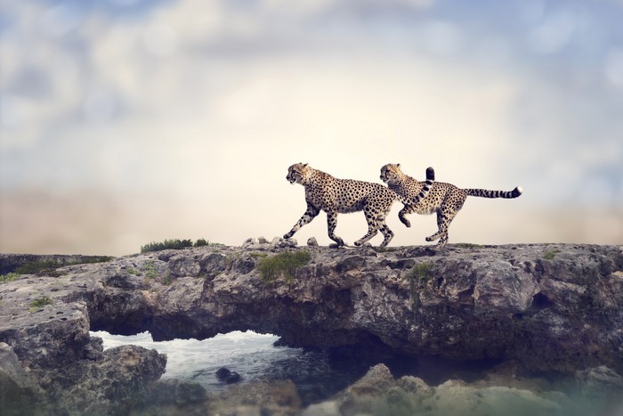 Two Cheetahs Running on Rocky Shoreline
