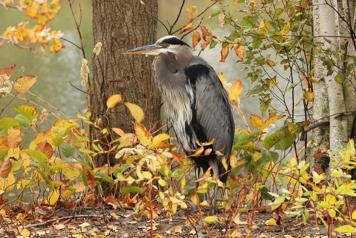 Great Blue Heron standing by a tree in autumn