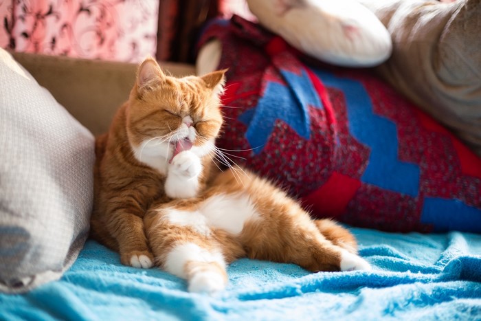 Ginger Exotic Cat Licking Paw