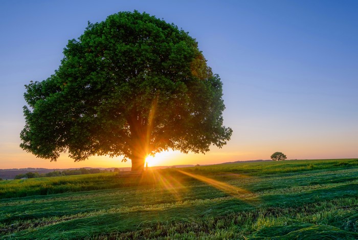 Sun setting behind a large tree in a field in Bavaria, Germany