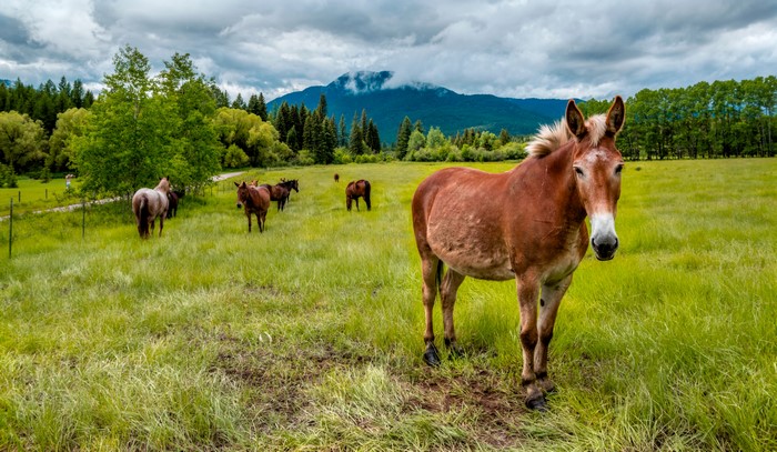 Horses in a grassy field with mountains