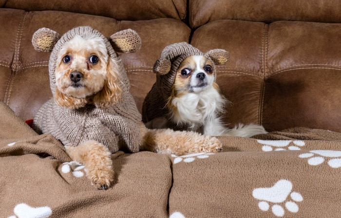 Two dogs in sweaters on a sofa