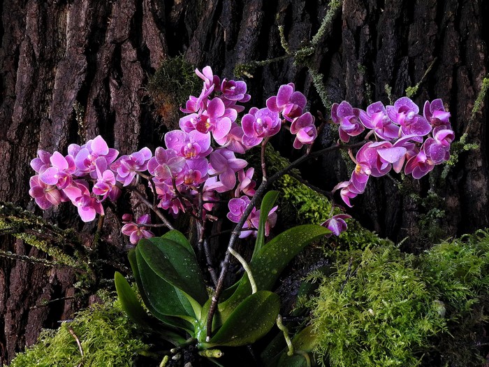 Pink orchids on a tree trunk with moss