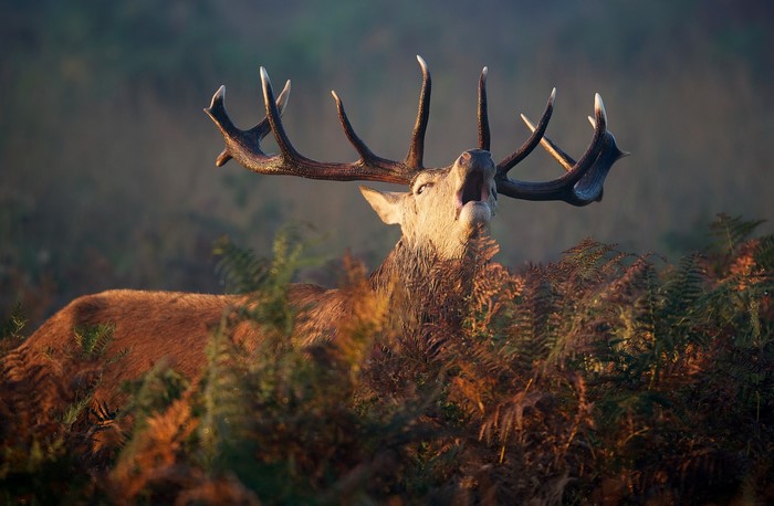 Red deer stag roaring with antlers in ferns