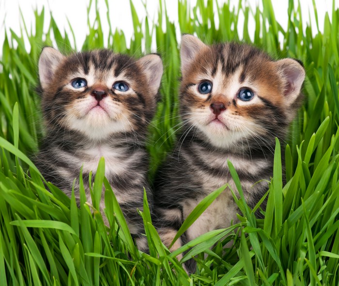 Two tabby kittens in green grass