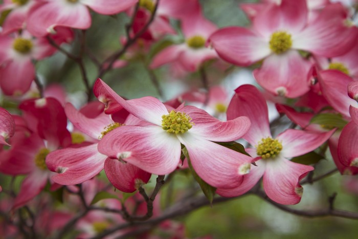 Pink Dogwood Flowers on Branches
