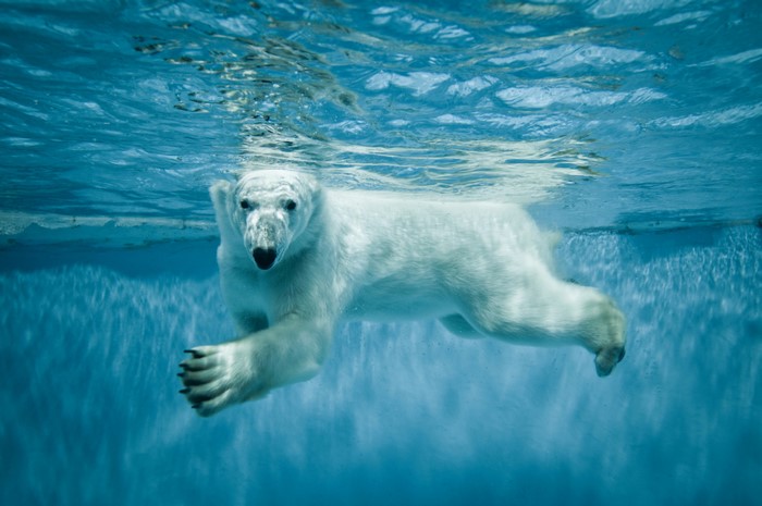 Polar bear swimming underwater
