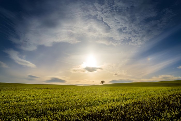 Green field with a lone tree under a cloudy sky at sunset