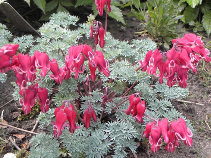 Pink Dicentra flowers with feathery leaves