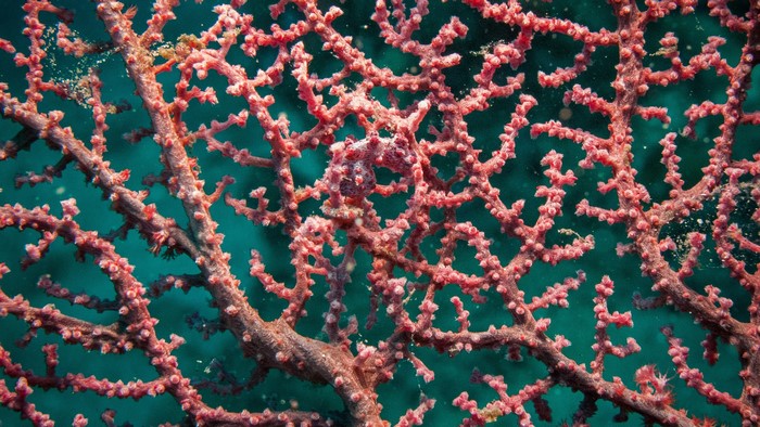 Pygmy seahorse on a pink sea fan
