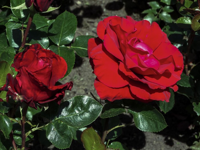 Two red roses with green foliage