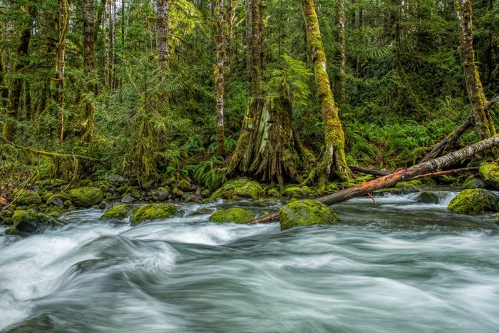 4K Vancouver Island St. Andrew Creek River Forest