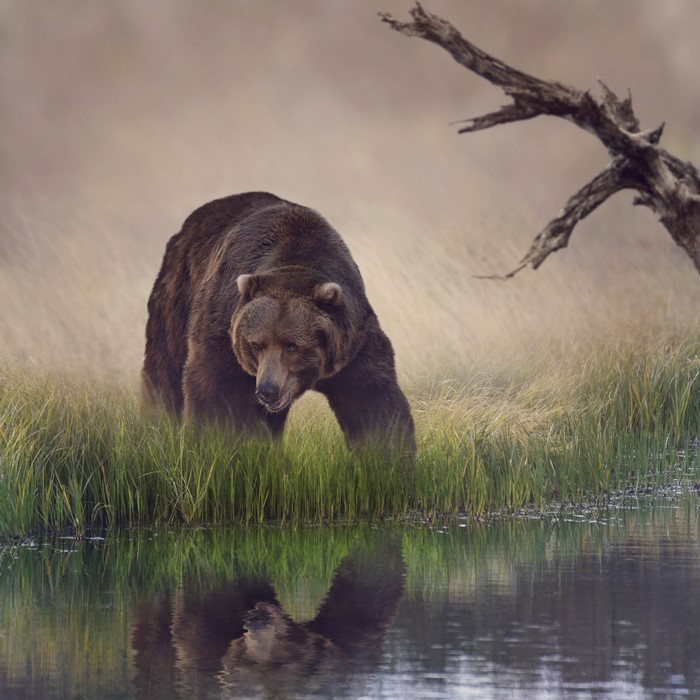 Brown Bear by the Water